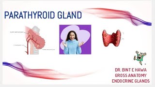 Parathyroid gland gross anatomy Endocrine system module DrNajeebLecturesJr [upl. by Tugman]