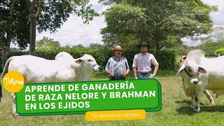 Aprende de ganadería de raza Nelore y Brahman en Los Ejidos  TvAgro por Juan Gonzalo Angel Restrepo [upl. by Nylecoj]