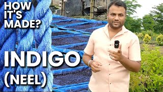 Neel  How it’s made  नील कैसे तय्यार होती है  Indigo farming and revolution [upl. by Alhahs]