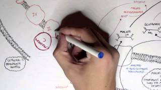 Human Metabolism Map III  Malate Aspartate Shuttle amp Glycerol 3 Phosphate [upl. by Omixam623]