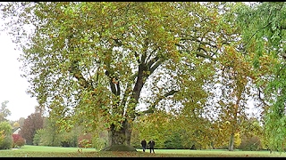 ARBRE REMARQUABLE LE PLUS VIEUX PLATANE DU DOMAINE DE VERSAILLES [upl. by Geraldina181]