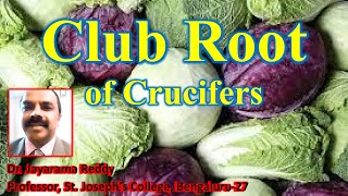 Club root of Crucifers Plasmodiophora brassicae by Dr Jayarama Reddy [upl. by Nelle393]