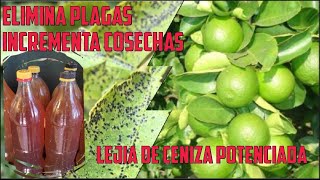 LEJÍA DE CENIZA POTENCIADA CON AJOCANELA Y CAL INSECTICIDA ACARICIDA FUNGICIDA FOLIAR 100orgánico [upl. by Isle]