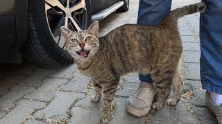 Cat meowing like a stutterer is unbelievably cute [upl. by Niwde]