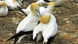 ✿ ڿڰ ✿ AUSTRALASIAN GANNET NESTING COLONY ✿ ڿڰ ✿ [upl. by Dadelos]