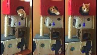 🏠Como hacer una casa  torre a tu gato con cartón DIY 😸 [upl. by Riobard]