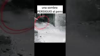 HOMBRE SOMBRA PERSIGUIO A SU PERRO miedo terror terrorifico creepy [upl. by Engen]