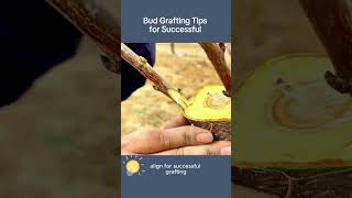 Bud Grafting Tips for Successfulviral viralvideo youtubeshorts shortsfeed usa plants [upl. by Shaffer]