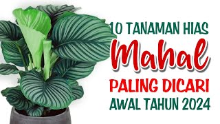 10 Tanaman Hias Mahal Paling Dicari di Awal Tahun 2024 [upl. by Hairacaz356]