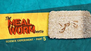 Science  Life Cycle of a Mealworm Beetle Part 5 [upl. by Darleen]