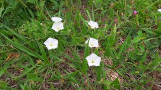 Convolvulus crenatifolius  Correhuela  Flora argentina [upl. by Kumler]