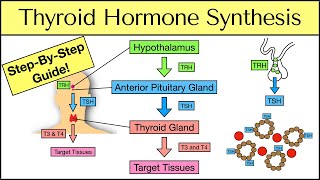 Thyroid Hormone Synthesis StepByStep Pathway Physiology Explained [upl. by Alvan]