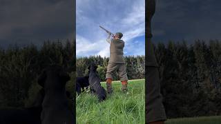 Driven Pheasant Shooting gundogtraining labrador pegdog [upl. by Etam]