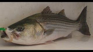 Bucktail Fishing on Inshore Structure  Striped Bass Fishing with Bucktails [upl. by Saiff]