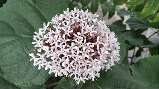 beautiful Clerodendrum bungei [upl. by Assilav]