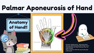 Palmar Aponeurosis Anatomy Explained Easy in 2 MINUTES  Upper Limb Anatomy [upl. by Serene]