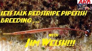 Lets Talk Breeding Pipefish With Jim Welsh RedStripe [upl. by Hsizan952]