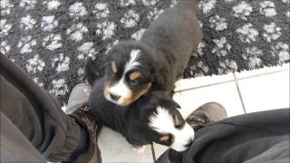 Berner Sennenhund Welpen Wurf HII Tag 32 22 [upl. by Enihpets111]