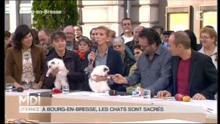 Les Sacrés de Birmanie du MAS LA FONTAINE sur France 3 BIRMANS cats on French TVmpg [upl. by Keene]