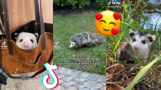 Opossum TikTok Compilation Because Theyre Cute🥰  The Possum Side of TikTok [upl. by Eibbil]