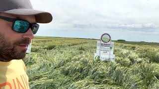 Barley yield trials on irrigation What barley seed variety is the best for 2023 [upl. by Aneliram]