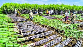 Growing and Harvesting Billions Tons of Sugarcane to make Sugar  Sugar Processing Line in Factory [upl. by Aihcela86]