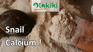 How to process snail shell into calcium source  Snail shell Uses [upl. by Maag]