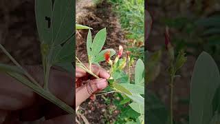 Herbarium collection Cajanus cajan fabaceae family కంధులు హెర్బేరియం [upl. by Imoyik188]