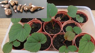 Growing Hardy Begonia From Bulbils [upl. by Kirsteni]