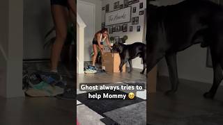 Cane Corso Wants To Help Mommy 🥹 canecorso texas bigdog bigdog familydog [upl. by Yalonda]