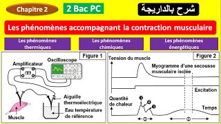 Mécanisme de la contraction musculaire 2 Bac svt option français شرح بالداريجة [upl. by Yahsal]