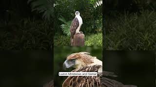 Philippine Eagle Facts About The Philippines National Bird [upl. by Teuton]