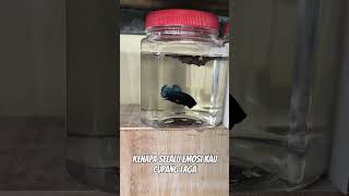 bettaindonesia betta bettafishfood bettahaka petfood bettafishtank [upl. by Airbmat]