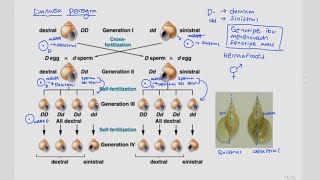 Maternal Inheritance Maternal Effect [upl. by Einnus]