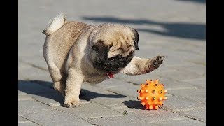 Funniest and Cutest Pug Dog Videos Compilation 2020 [upl. by Wons]