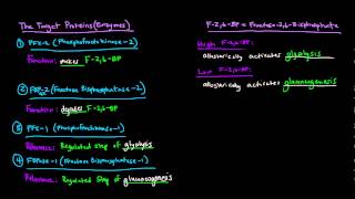 Glucagon Signaling Cascade  GPCR GProtein Coupled Receptor [upl. by Adiaroz101]