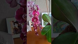 Красиві квіти моєї орхідеї flowers квіти nature beauty amazing wow love hobby life [upl. by Enad]