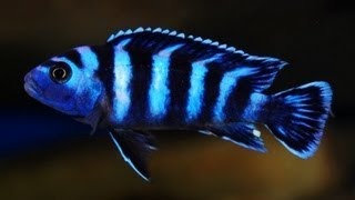 How To Look After Demasoni  Pseudotropheus Demasoni  Dwarf Mbuna [upl. by Kella]