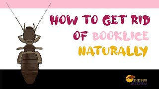 How to Get Rid of Booklice Naturally [upl. by Ford949]