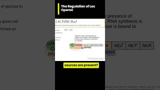 🥛lac operon EXAMPLE Low Glucose AND no allolactose [upl. by Farrah]