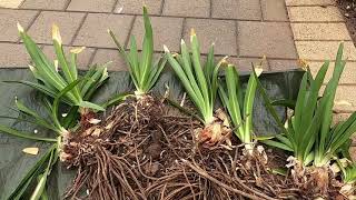 How to propagate Agapanthus orientalis [upl. by Myrta431]