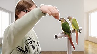 How to Handle Conure Parrots Training Two Birds at One Time [upl. by Mordy]