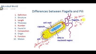 Difference between bacterial Flagella and Pili [upl. by Ardnaik]