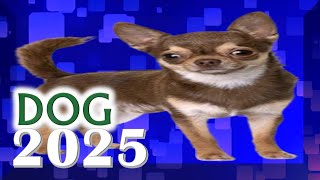 Dog Horoscope 2025  Born 2018 2006 1994 1982 1970 1958 1946 1934 [upl. by Pollitt]