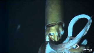 Giant Squid Caught on Tape for First Time for Discovery Channels Monster Squid The Giant Is Real [upl. by Enoid]