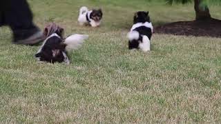 Shichon Puppies for Sale [upl. by Reinald]