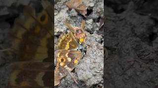 Hornet kills Bullerfly 🐝💀🦋natur bugfight butterfly [upl. by Nediarb]