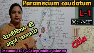 Paramecium in detailL1पैरामीशियम की संपूर्ण जानकारीStructurePellicle ampCiliaBSc1NEETSTD PGC [upl. by Ennaisoj]