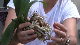 How To Replant Orchids [upl. by Child]