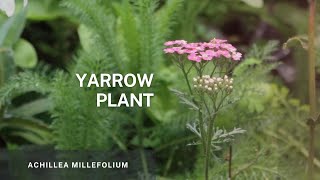 Yarrow  Achillea Millefolium Learn Easy Propagation Tips and Plant Care of this beautiful plant [upl. by Inittirb]